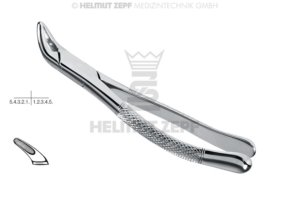 CRYER, DAVIER, FORME AMÉR., FIG. 151, INCISIVES, PRÉMOLAIRES ET RACINES INFÉRIEURES